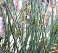 人热解毒和扶正固本等作用及治疗原理