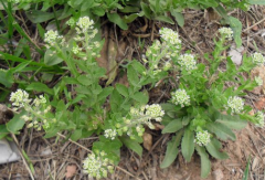 <b>独行菜的营养价值分析及食用药用手册！</b>