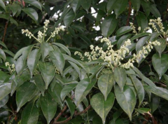 <b>中医详解笔罗子的药用价值及其功效与应用！</b>