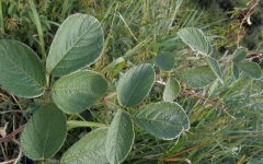 中药饿蚂蝗的形态特征及其功效与应用！