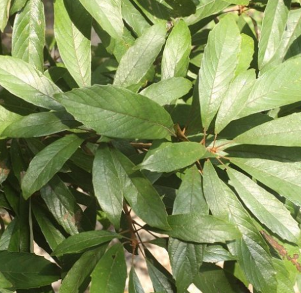 中药材笔罗子的性状特征及其药用价值分析！