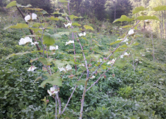 悬钩子植物（盾叶莓）的生长繁育特性及其种植方法！