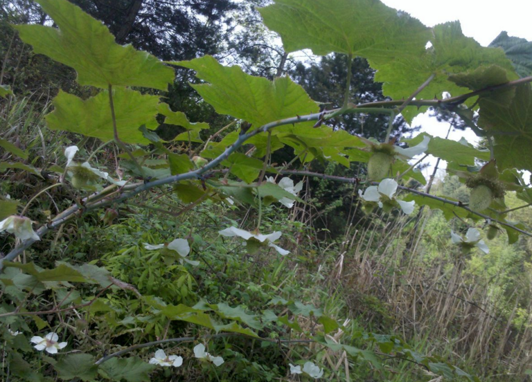 悬钩子植物（盾叶莓）的生长繁育特性及其种植方法！