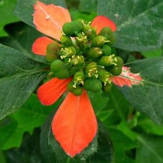 叶象花和象头花是同一种中草药吗？差异比较分析