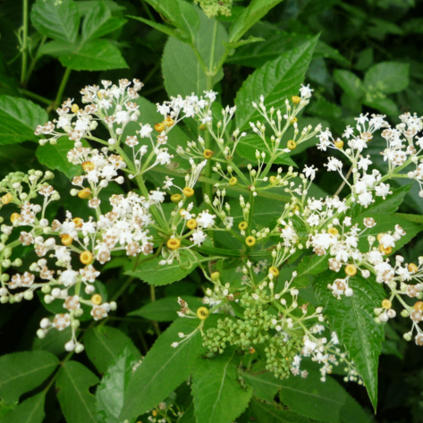 针对中药材蒴藋的药理作用及其临床应用的分析研究！
