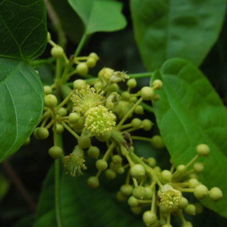 好消息，用中草药希莶草作足浴可有效控制糖尿病！
