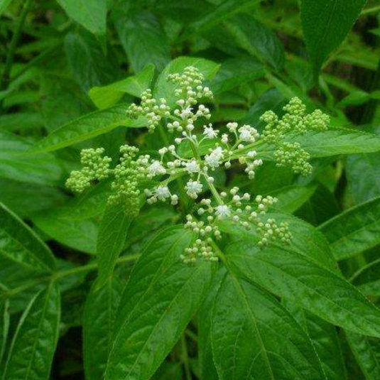 中药方剂蒴藋涂方的配方组成及其功效与用法!