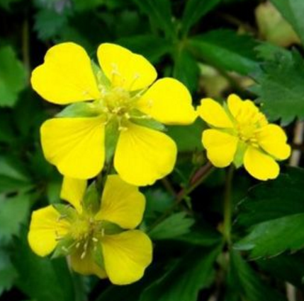 权威验证：用中药玉竹草搭配五爪风可治破伤风！