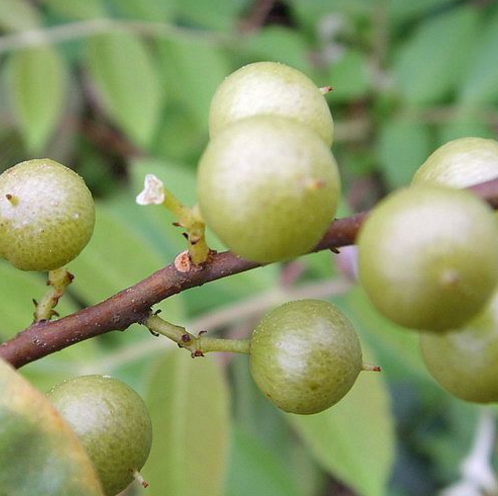 专家对酸藤果的营养价值及色素成分的初步研究分析！