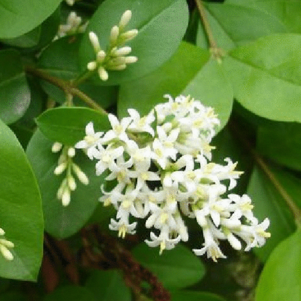 你知道女贞叶的功效有哪些？女贞叶治疗烧伤的临床应用