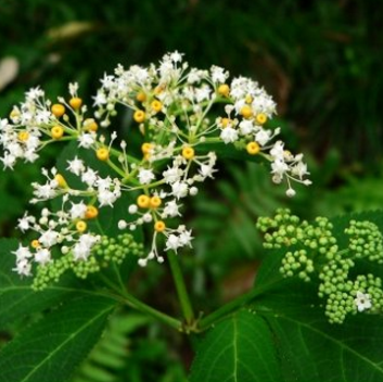 中药方剂蒴藋膏的配方组成及其蒴藋膏的功效与用法!