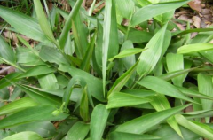 古装戏里堕胎常备的中药碎骨子是什么？具体有哪些功效与作用呢？