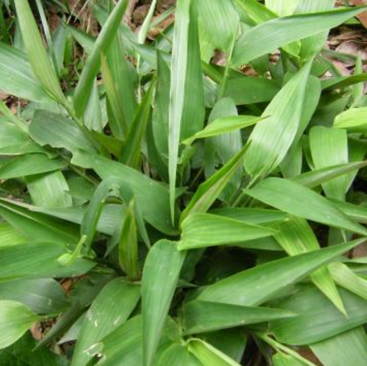 揭秘：古装剧里的堕胎神药碎骨子竟是用来骗人的把戏！