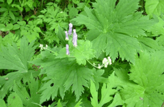 中药雪山一支蒿的常用急救处理方法及其药理作用研究！