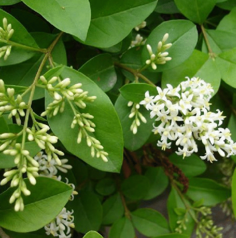 学会运用女贞叶治疗口疮烧伤,解毒消肿的有奇效!