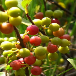 酸藤果治疗牙龈出血有奇效，你对酸藤果的功效了解多少呢？