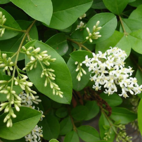 中医教你巧用女贞叶饮清肺热排脓毒!