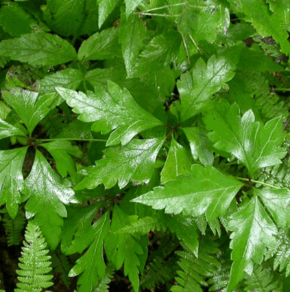 中药雪山一支蒿的中毒机理及临床急救方法！