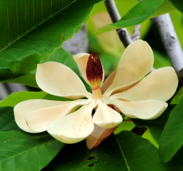 中药方剂白术藿香汤的配方组成及白术藿香汤的功效与用法！