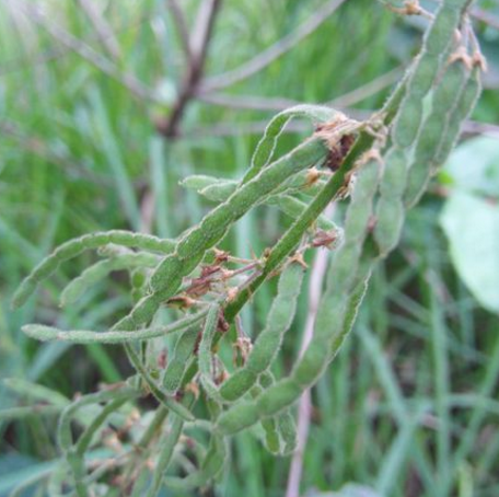 中医角度了解中药材饿蚂蝗的性状鉴别以及名家论述！
