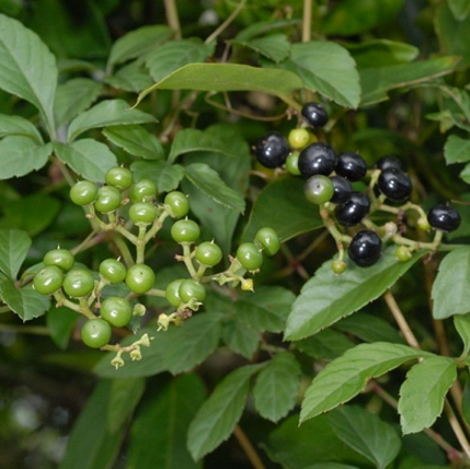中药五爪风在现代栽培中的实践与应用！