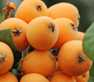 中药方剂白扁豆散的用法用量及白扁豆散的功效与运用!