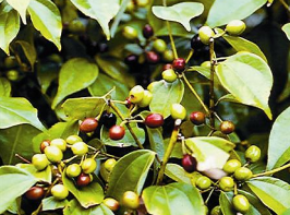 前列腺炎怎么治疗?中医治疗前列腺炎的偏方大全。 中药蒲公英治疗前列腺炎