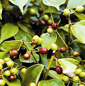 前列腺炎怎么治疗?中医治疗前列腺炎的偏方大全。