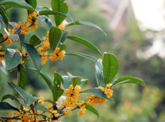 揭秘!98%的人不知道的治疗腰椎间盘突出的偏方。 桂枝