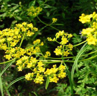 耳膜穿孔流脓怎么办?中医教你一招治疗耳膜穿孔流脓的偏方。