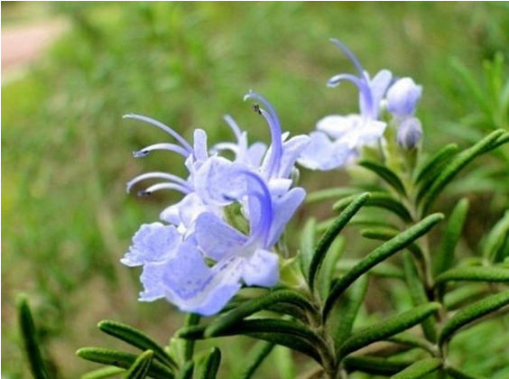 迷迭香花