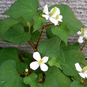 阴囊湿疹怎么办？老中医推荐你治疗阴囊湿疹的药方。