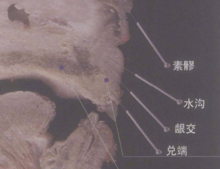 兑端穴位置