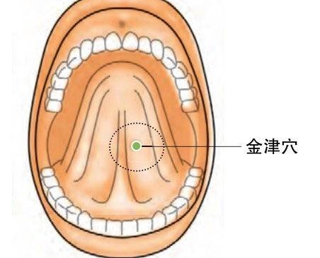 金津穴示意图