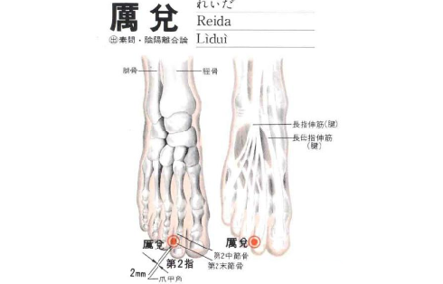 厉兑穴的准确位置