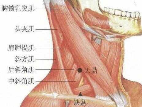 天鼎穴的作用