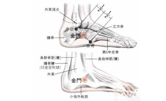 金门穴的标准定位