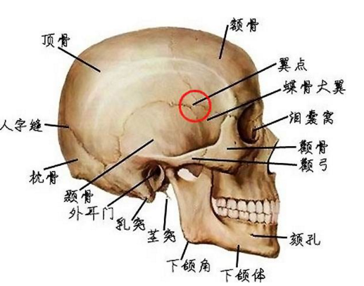 太阳穴示意图