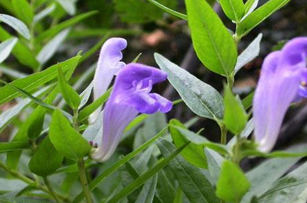 中药方剂当归贴的配方组成以及功能主治! 中药黄芩