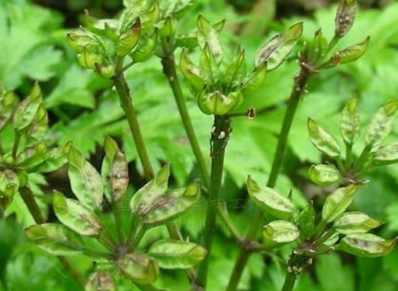 中药方剂当归贴的配方组成以及功能主治! 中药黄连