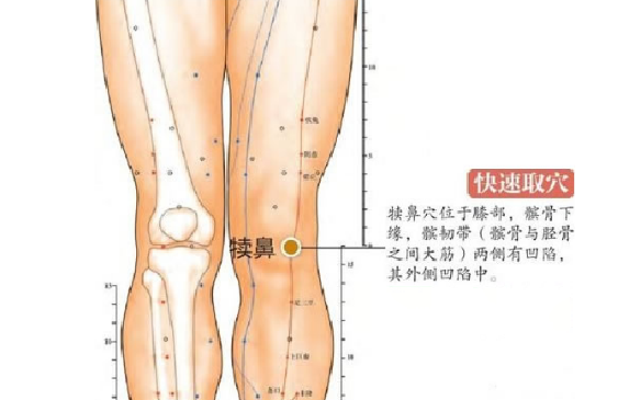 犊鼻穴的取穴方法