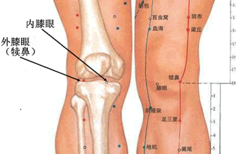 犊鼻穴的功效与作用