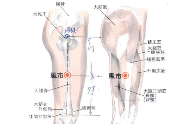 风市穴的功效与作用