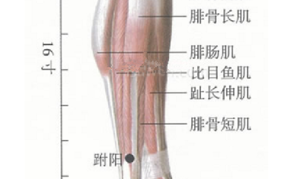 跗阳穴主治疾病