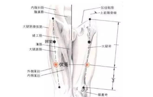 伏兔穴的图片