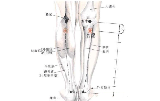 合阳穴的图片