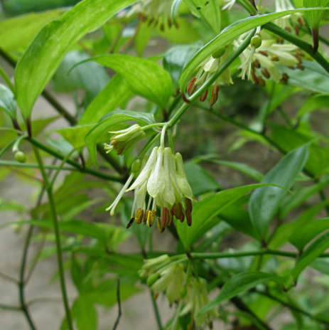 从中药视野分析竹叶参的功效与作用及其根部图片！