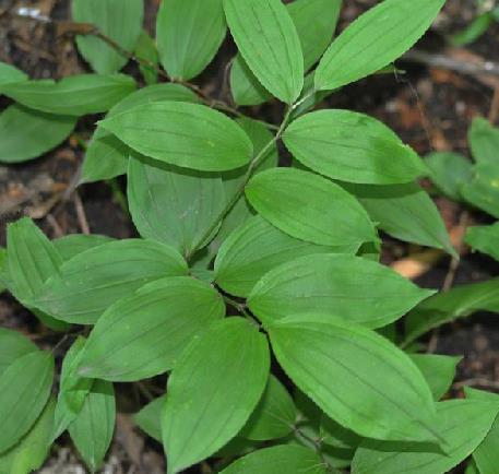 中草药竹叶参图片及其功效与作用