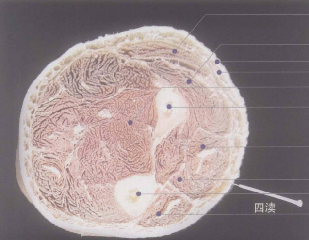 四渎穴的功效与作用