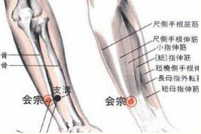 会宗穴准确位置